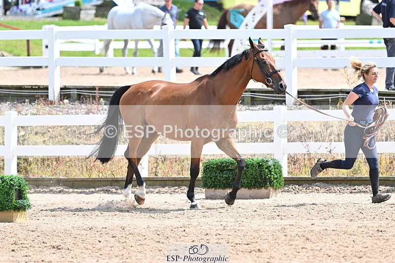 240717A-145043-02337 - Trot Up 2pm to 3pm - This folder is not in time order