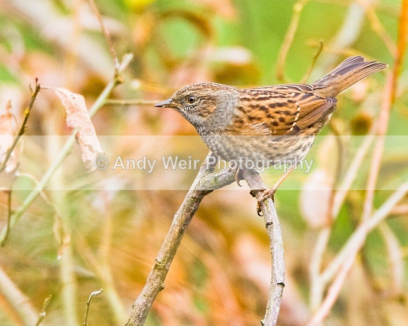 20091010- WE006 - Dunnock & Wren