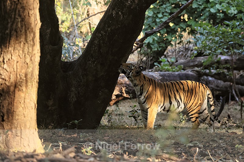 Tigress checks tree for scent, Bandhavgarh, Madhya Pradesh, India - Tiger