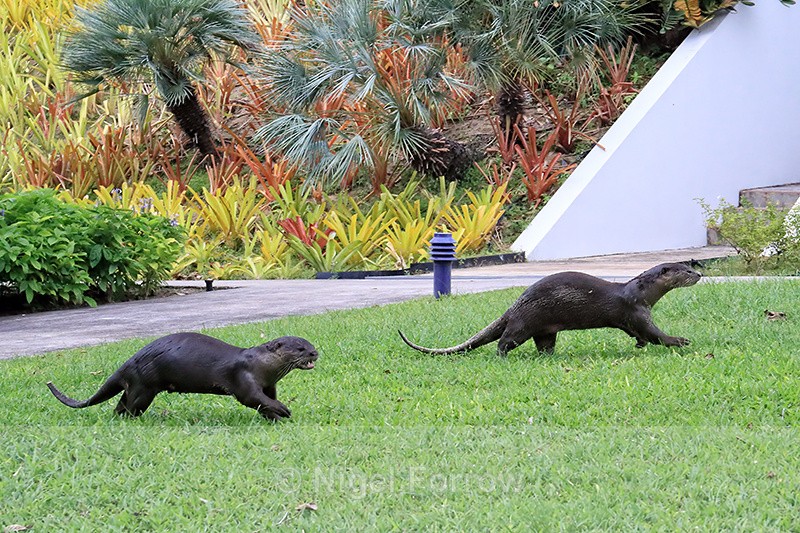 Smooth-coated Otters running, Singapore - Otter