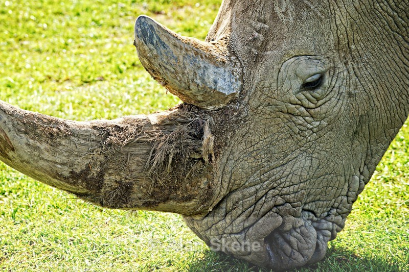 DSC08279 - Fauna