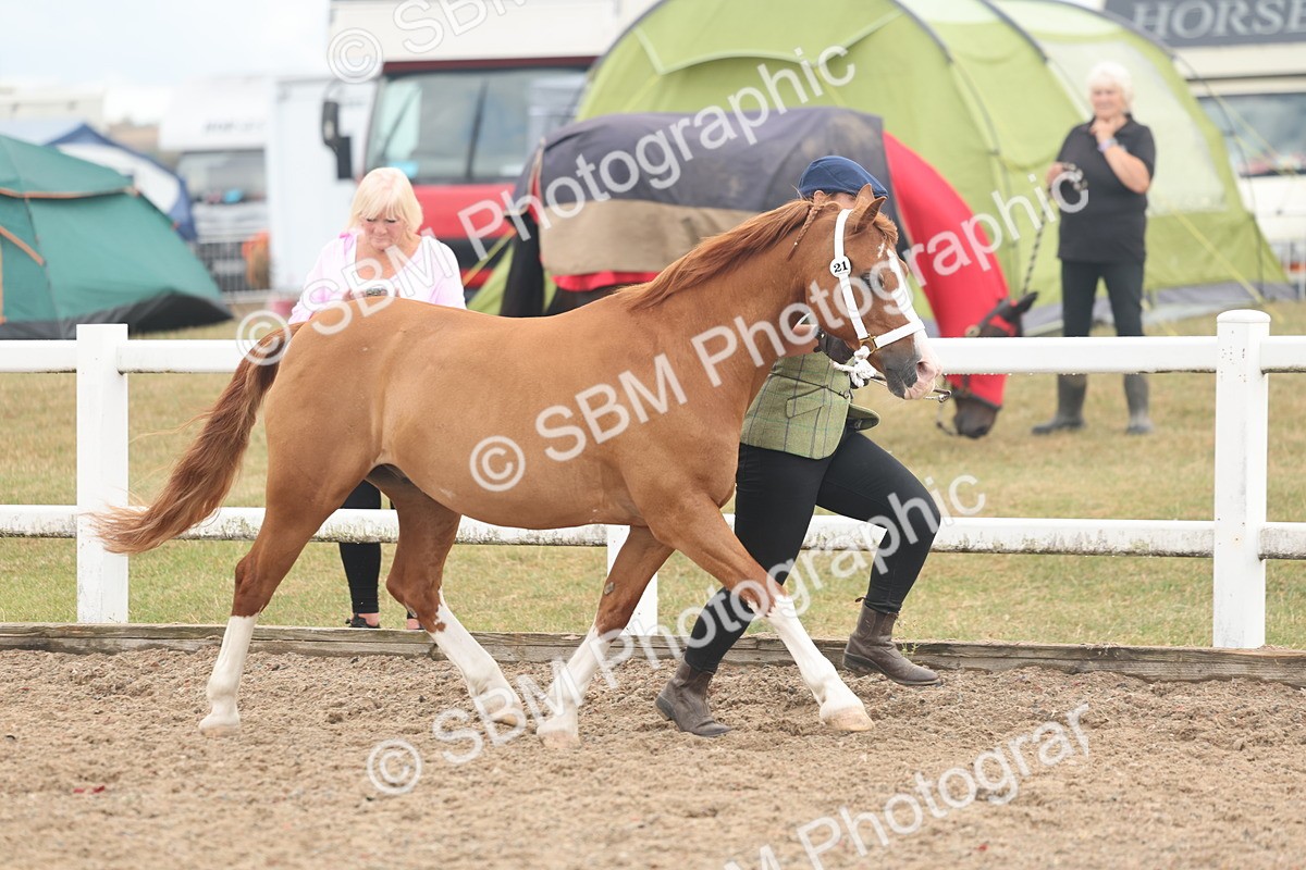 SBM_08480 - Class 29 - IH Veteran Pony