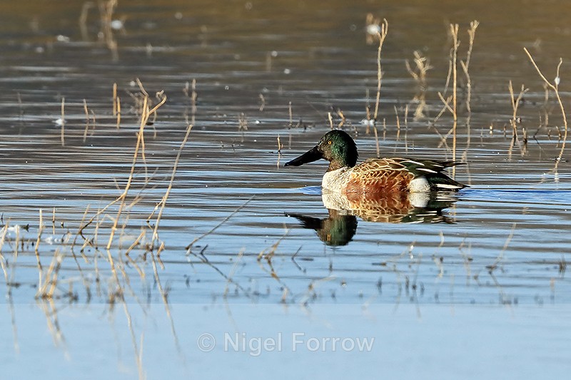 Northern Shoveler (male), Bosque del Apache, New Mexico - Northern Shoveler