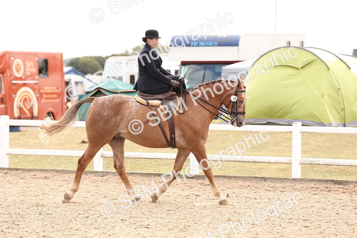 SBM_16390 - Class 211 - Best Side Saddle Horse - Pony