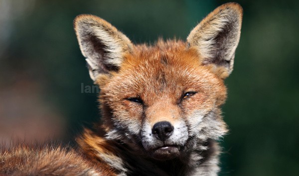 Urban fox portrait in Urban environment in Bristol - 0019 - Urban Foxes, Bristol, Great Britain