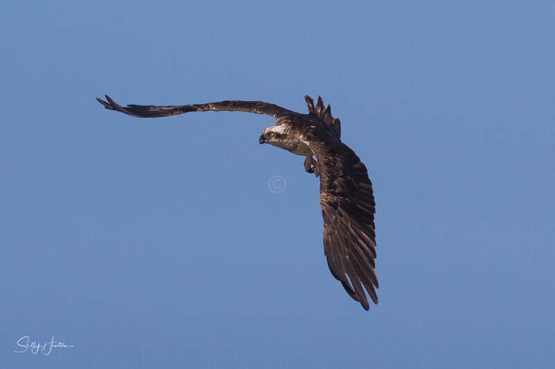 Osprey in Flight 12 - Osprey