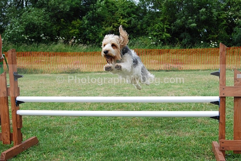  - Grand Basset Griffon Vendeen
