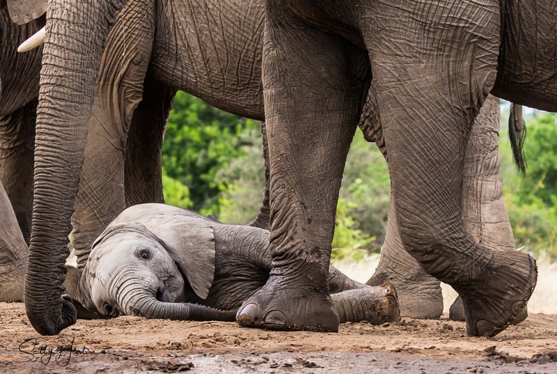 Elephant Baby 4