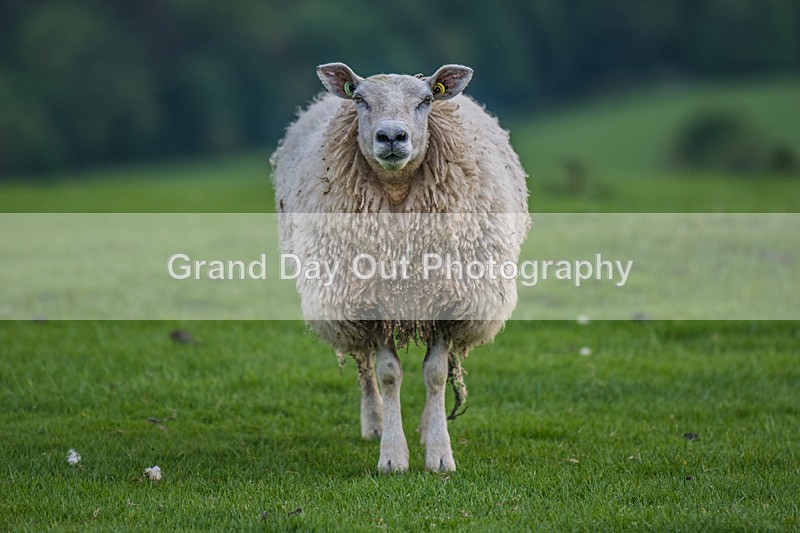 Hay-12 - Hay O Trail Race Tuesday 21st May 2024