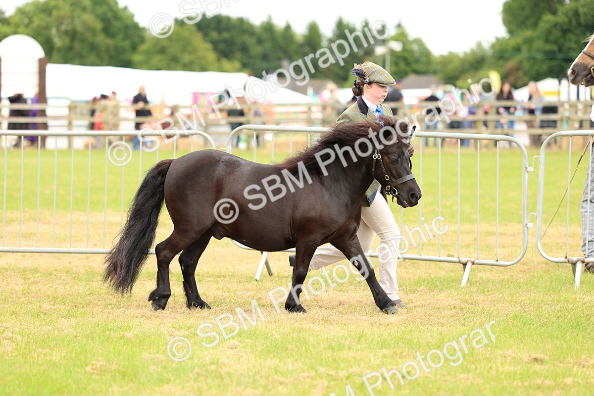 SBM_03504 - Class 58-67 - M&M Non Welsh Pony In hand