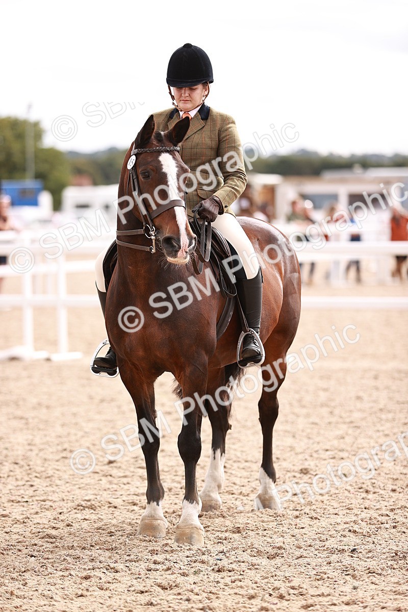 SBM_18252 - Class 416 - Prettiest Mare (IH or Ridden)Jnr