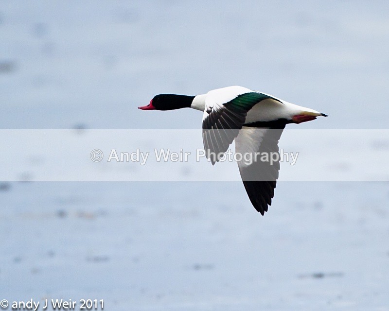 Shelduck-1457 - Shelduck