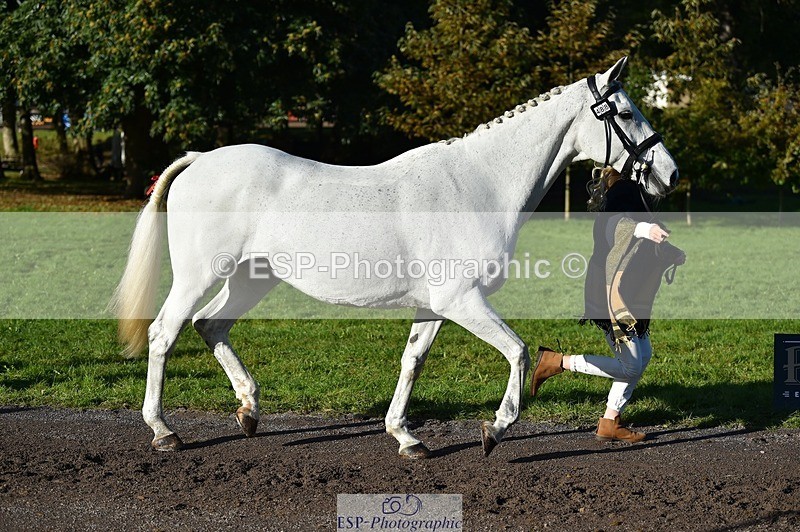 231022-101738-22384 - 488-JEMIMA.J.RAY-Liberty.Turnbull-TrotUp+SJ