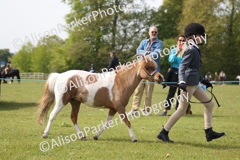 20260426-3173 - Class 26 - Shetland Ponies and Minitures