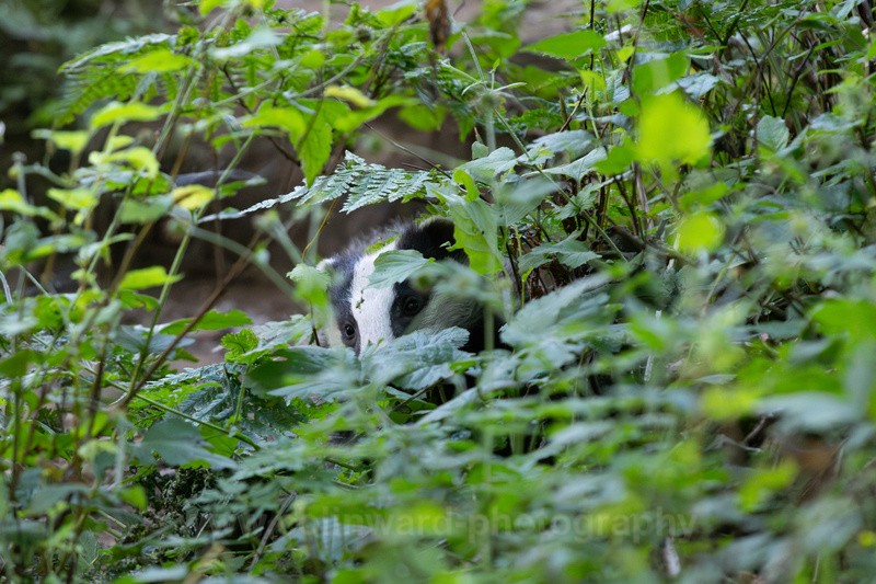 Badger peeping through undergrowth.   ref 0501 - macro and nature.