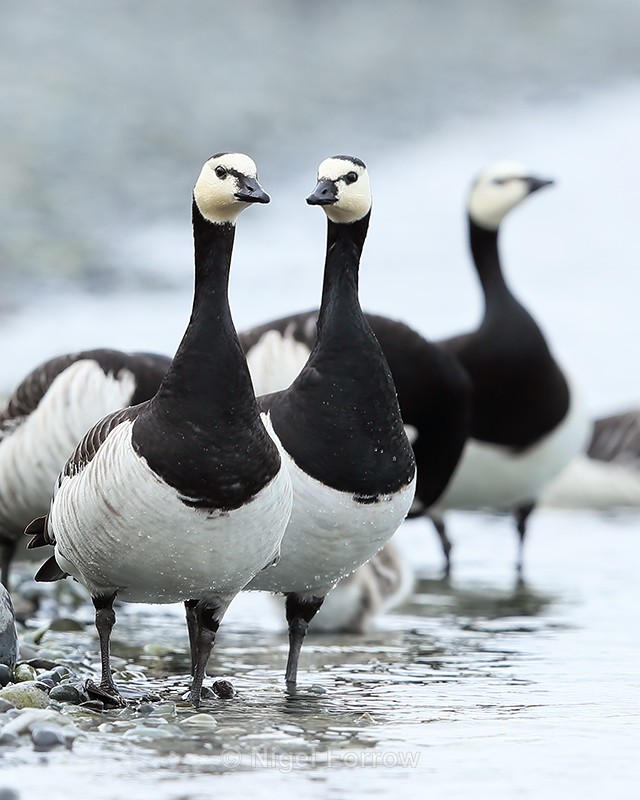 Adult Barnacle Geese, Jokulsarlon, Iceland - Barnacle Goose
