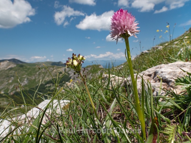 Widder's Vanilla orchid (Nigritella widderi syn Gymnadenia widderi) - Wild Orchids - 1