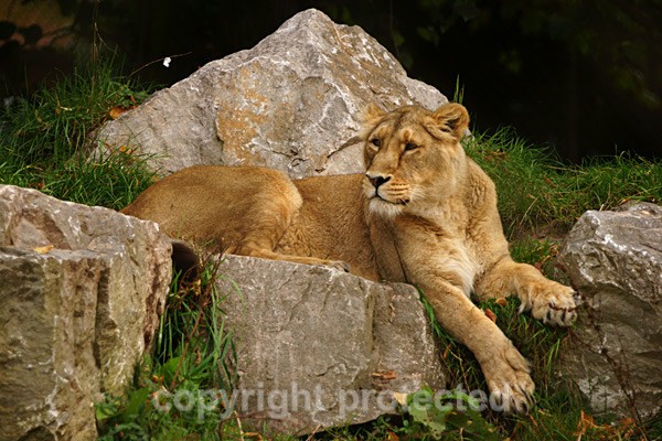 Asiatic lioness resting (Chester Zoo) - Asiatic Lions