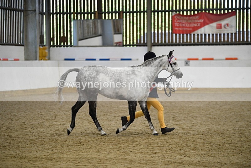 WJ5_5741 - Morning in hand Championship