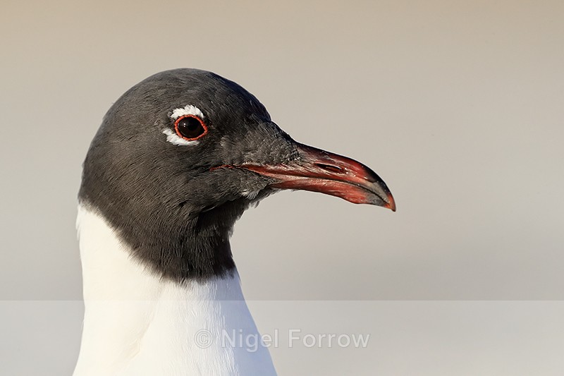 Laughing Gull head close view , Fort De Soto, Florida - Laughing Gull