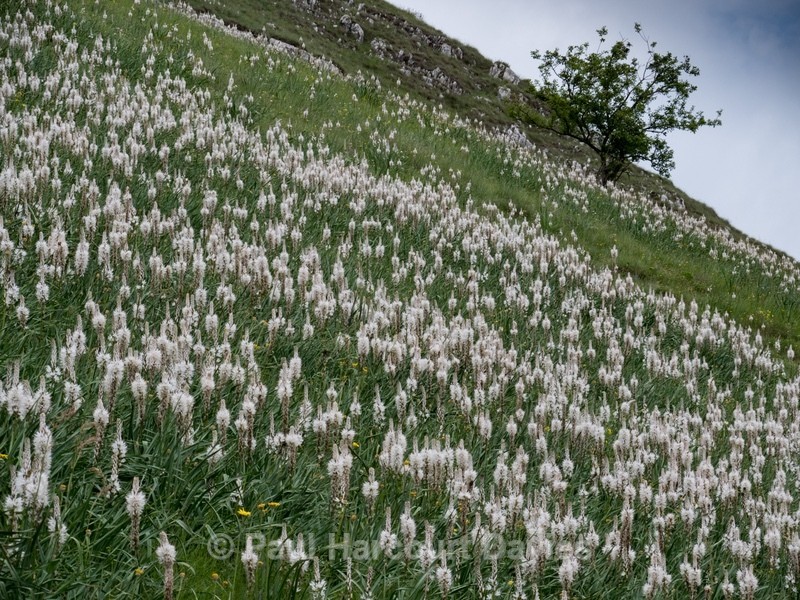 White asphodel  (Asphodelus albus) - Flowers in the Landscape - 2