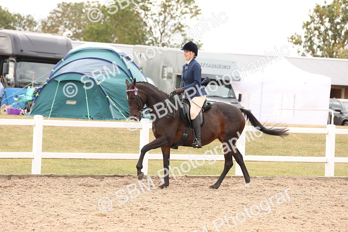 SBM_17348 - Class 214 - Ridden Hack Riding Horse