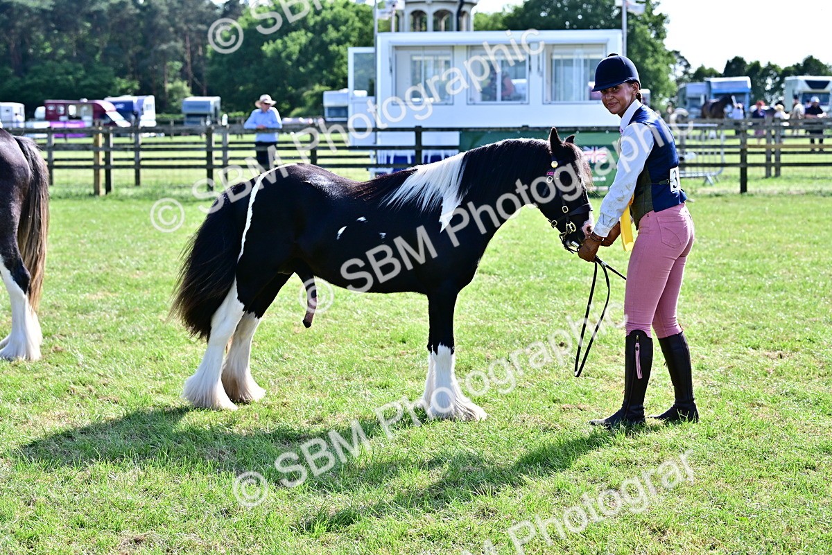 SBM_10052 - Class 63-65 - Traditional Gypsy Cobs In Hand & Ridden