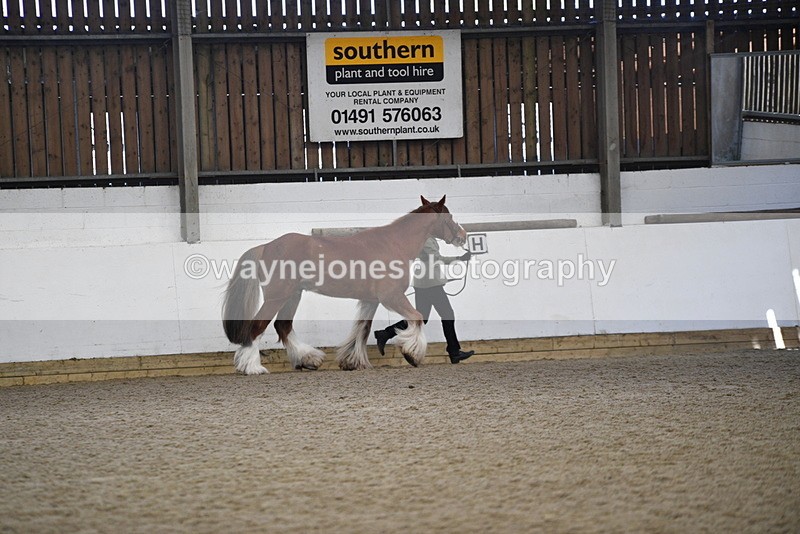 WJ5_5287 - Class 8 In hand cob