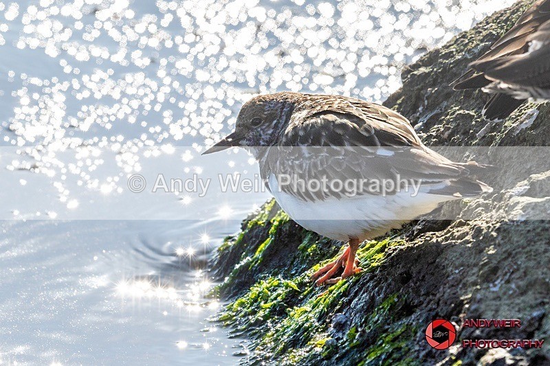 190328-untitled-8E0A4522 - Turnstone