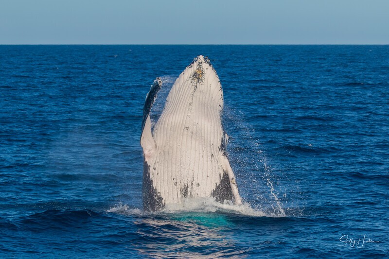 HB Calf Breach 17. 0A3A5917 - Copy - 2025 Hervey Bay Whales