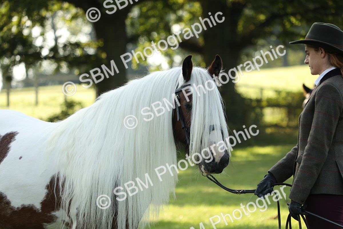 SBM_60917 - S43 - Coloured Pony In Hand
