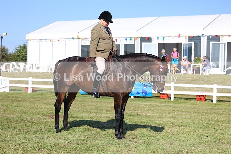 3E7A5462 - Class 2: Rising Star Large Hack/Riding Horse