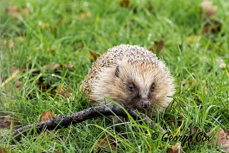 Hedgehog