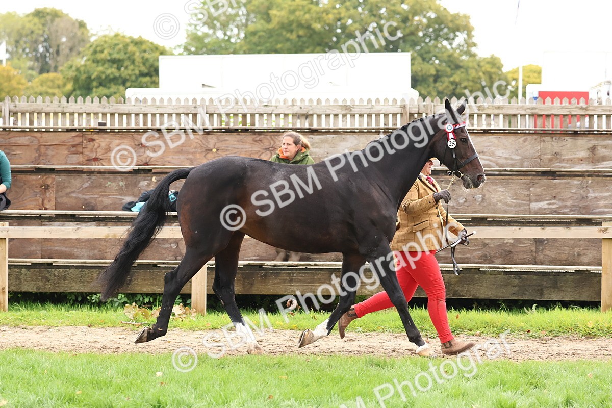 SBM_41716 - S26 - Mature Veteran In Hand