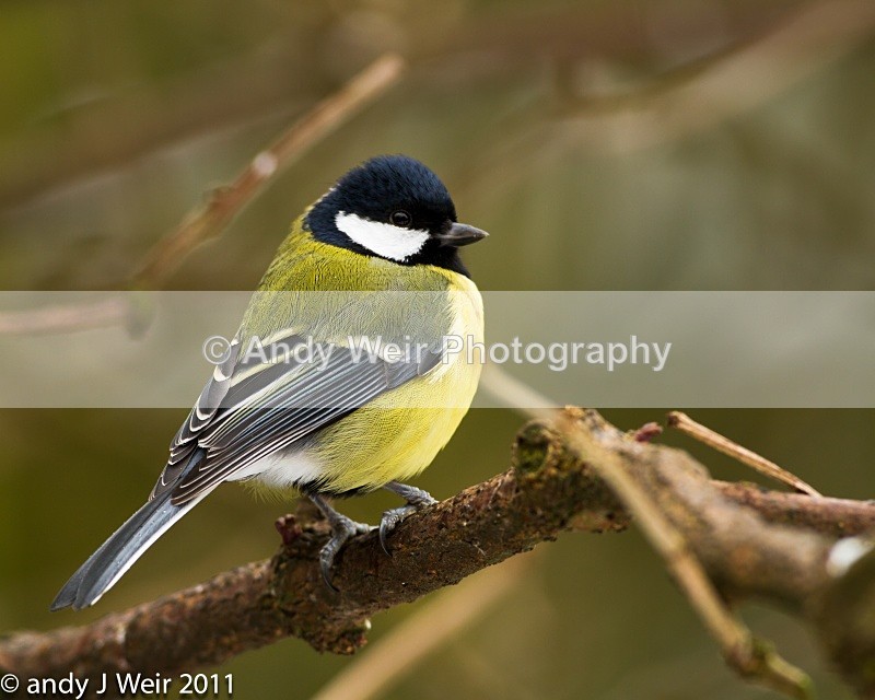 Great Tit-3840 - Great Tit