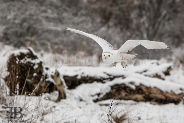 WoW jan-3 - Birds of Prey