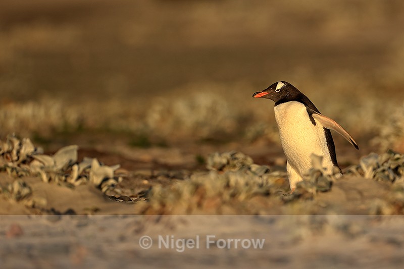 Gentoo heads out, early morning, Sea Lion Island, Falklands - Gentoo Penguin