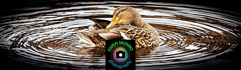 BBW-20-Ms Mallard in The Bay - Water-based Birds