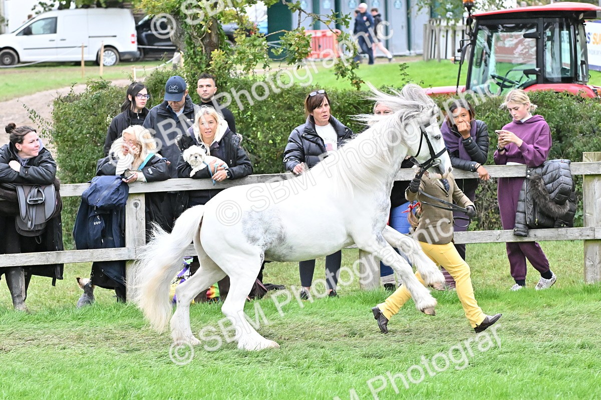 SBM_68564 - S42 - Junior Handler 9-12 Years