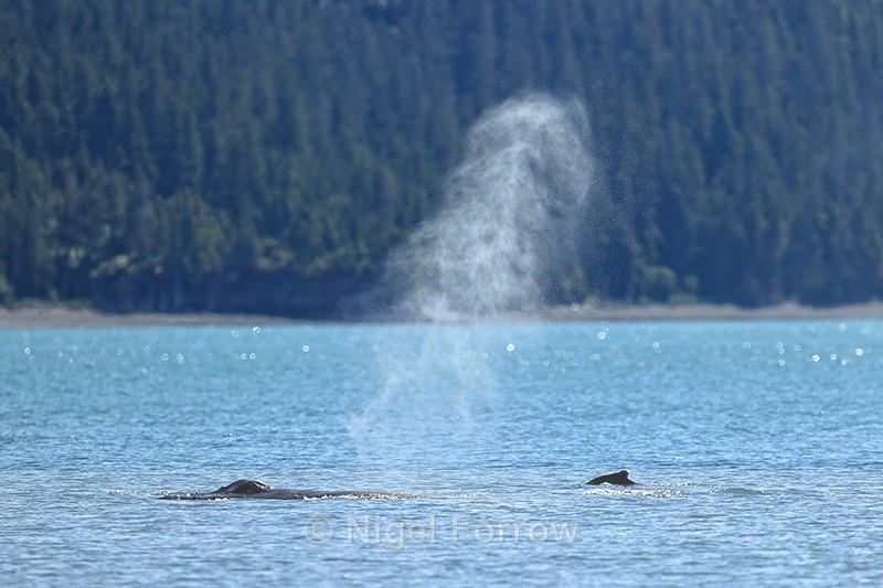 Two Humpback Whales on surface, Prince William Sound, Alaska - Whale