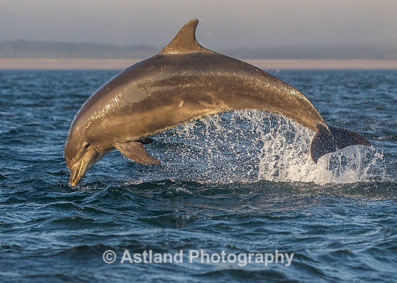 Astland Photography, Bird and Wildlife Images, Susan and Peter Wilson, U.K.