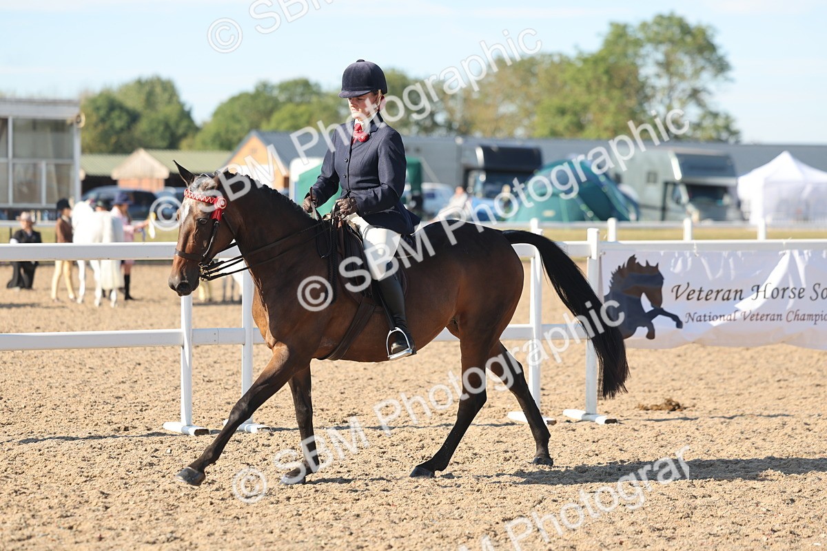 SBM_12186 - Class 303 - Ridden Pure Bred Horse Pony