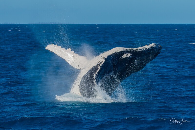 HB Breach 13. 0A3A6254 - 2025 Hervey Bay Whales