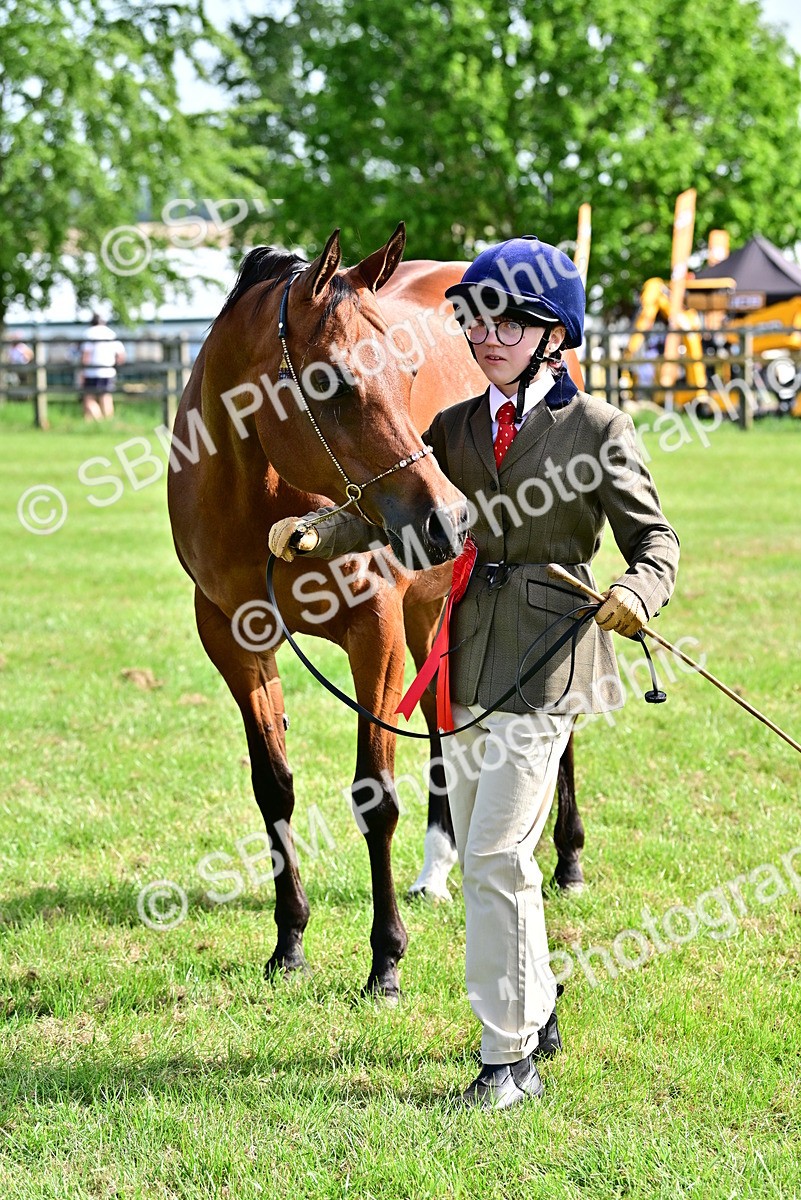 SBM_01056 - Class 46-49 - Arab and Part Bed-Anglo Arab In Hand