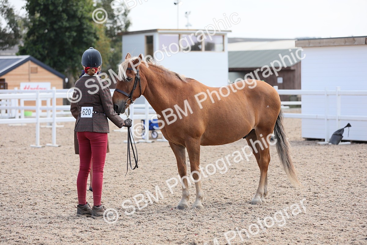 SBM_15807 - Class 312 IH Competition Horse/Pony