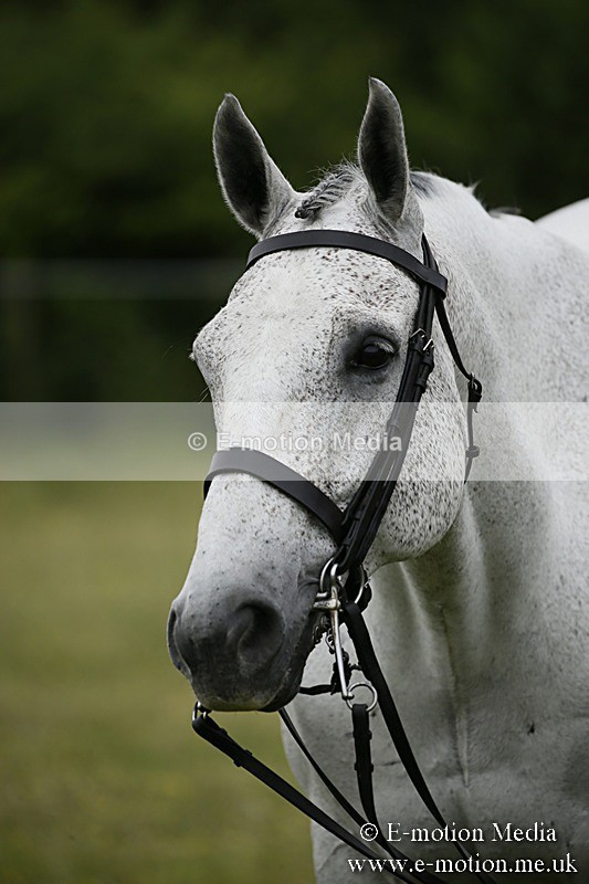 BVR160717-240 - Ring 2 BVRC Show 16/07/17