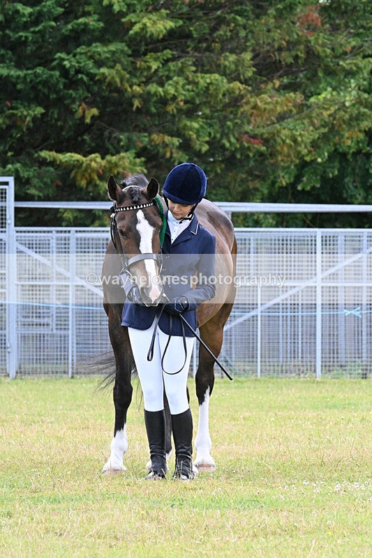 WJ7_7197 - Class 5a Most Handsome Gelding in Hand