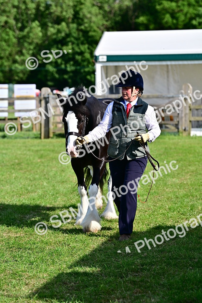 SBM_10081 - Class 63-65 - Traditional Gypsy Cobs In Hand & Ridden