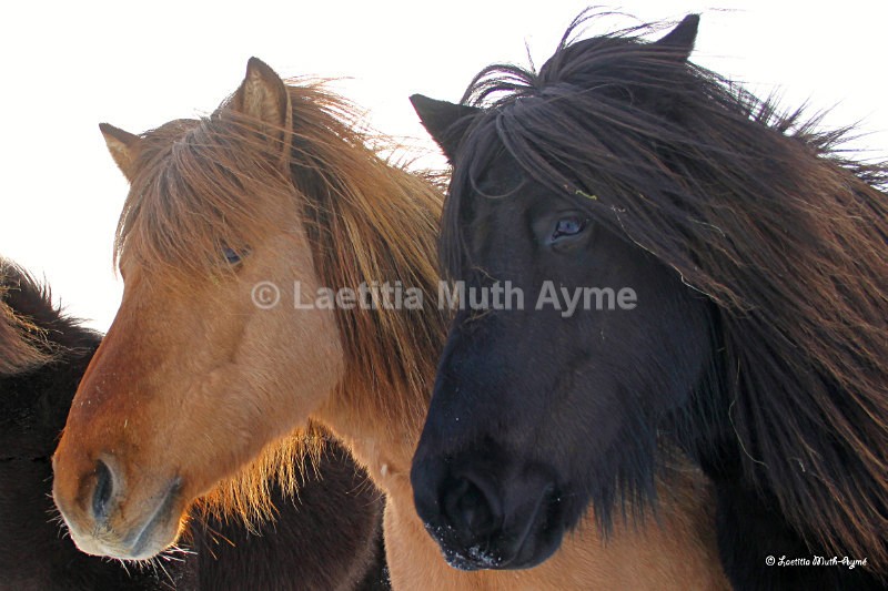 IMG_6146 Iceland - Not so wild...
