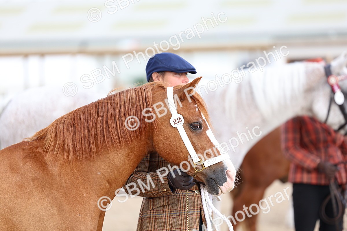 SBM_18745 - Class 317 - IH Pure Bred Horse-Pony